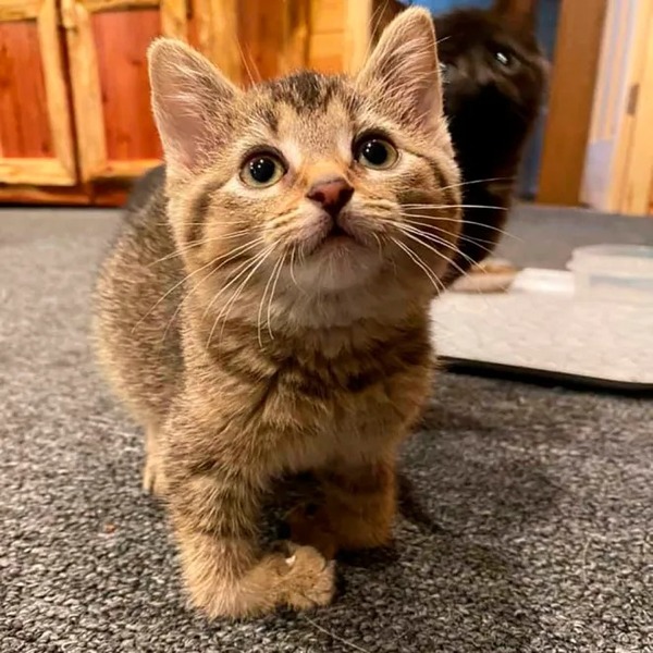 Un chaton né avec une malformation aux pattes a laissé tout le monde sans voix