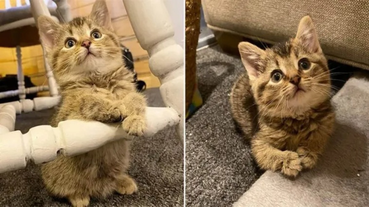 Un chaton né avec une malformation aux pattes a laissé tout le monde sans voix