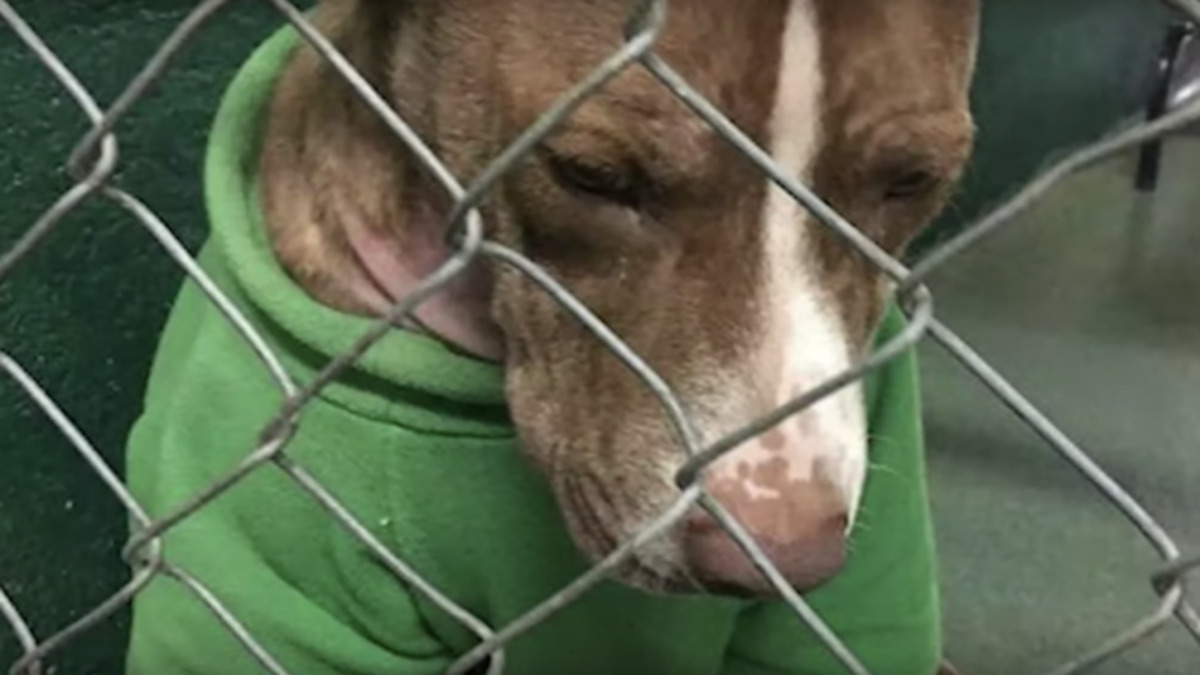 Ce chien refuse d'enlever le pull dans lequel il avait été abandonné, il implore un foyer