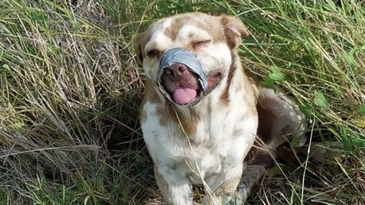 Un chien abandonné à son sort, la gueule et les pattes bandées, trouve un foyer et beaucoup de bonheur !