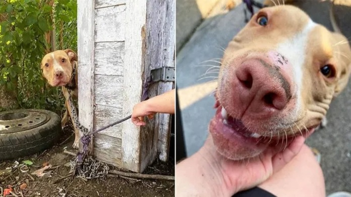 Un chien abandonné dans le jardin surprend tout le monde par sa réaction après avoir été secouru