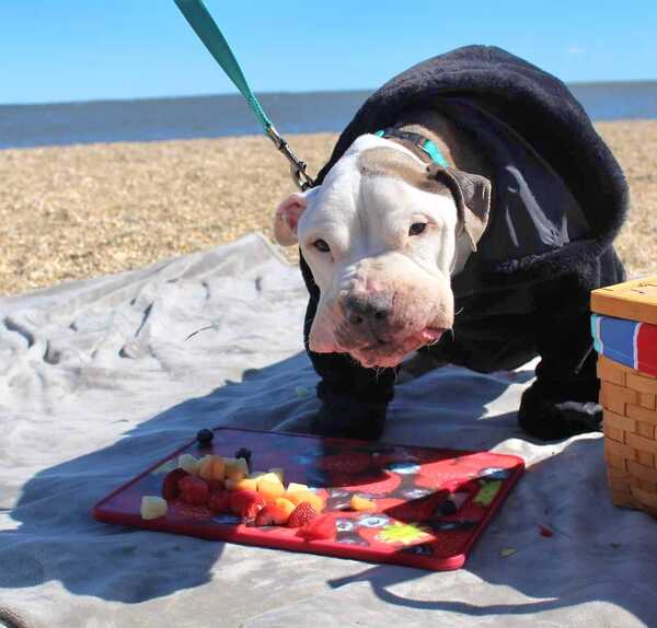 Un chien âgé abandonné dans un refuge fête ses derniers jours en réalisant ses derniers souhaits !