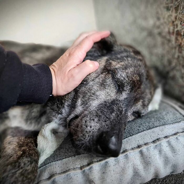 Un chien âgé, malade et maltraité vit depuis 10 ans dans un refuge, sa vie va basculer