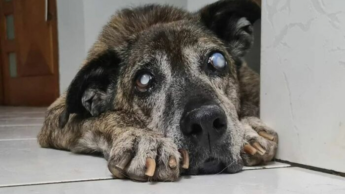 Un chien âgé, malade et maltraité vit depuis 10 ans dans un refuge, sa vie va basculer