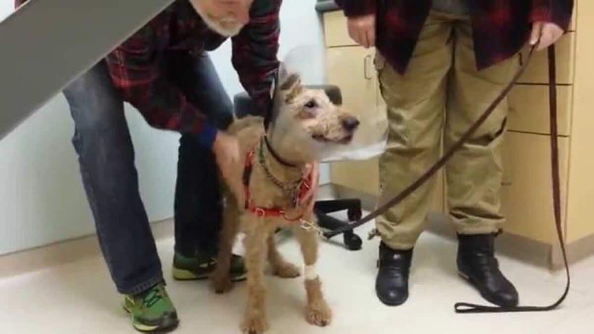 Un chien aveugle peut regarder sa famille après son opération, il est fou de joie