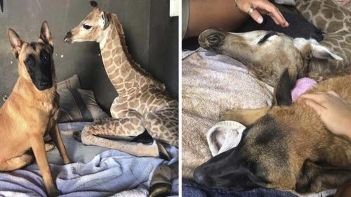 Un chien se lie d'amitié avec un bébé girafe et reste avec lui jusqu'à la fin de ses jours