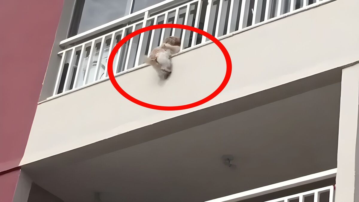 Un chien en panique à cause du bruit tombe du 4e étage, les voisins l'attrapent en l'air