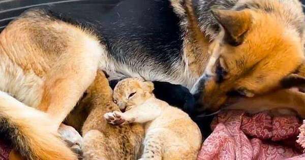 Un chien nourrit deux lionceaux malgré sa haine des chats