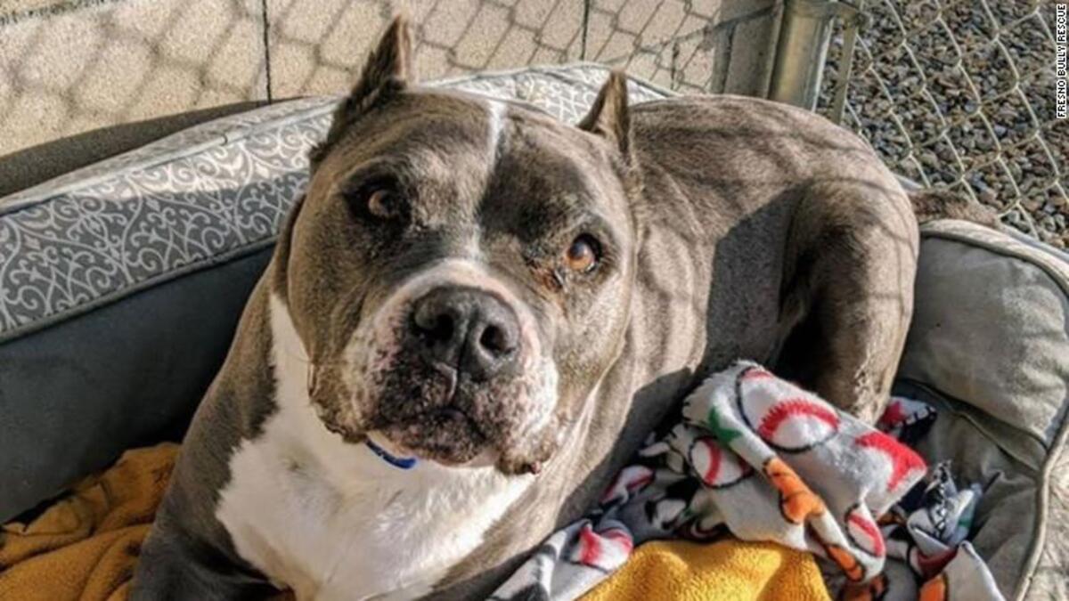 Un chien qui a été adopté quelques jours avant d'être euthanasié, après avoir attendu 5 ans dans un refuge
