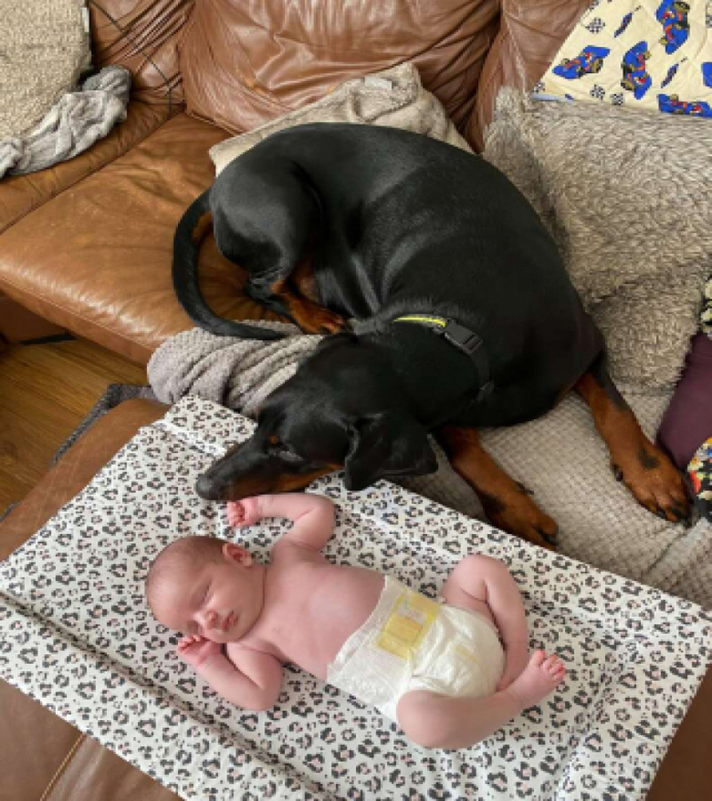 Un chien réconforte un bébé de trois semaines, les photos le prouvent !