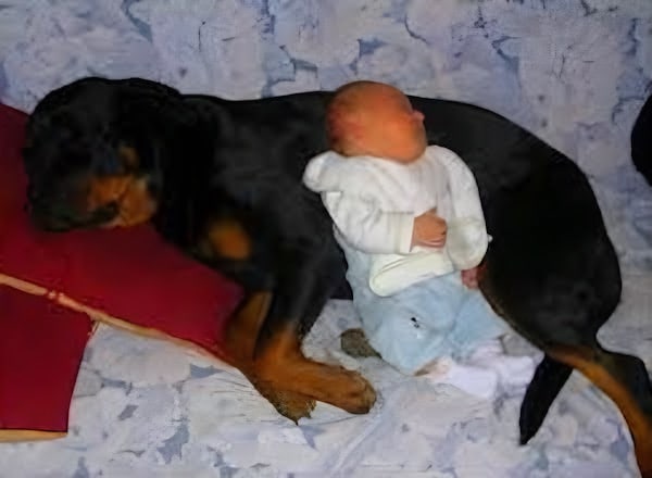 Un chien Rottweiler sauve un nourrisson que sa mère a abandonné, un véritable héros