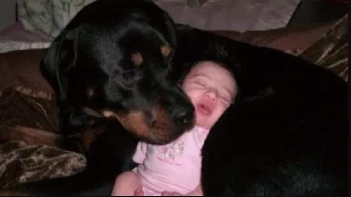 Un chien Rottweiler sauve un nourrisson que sa mère a abandonné, un véritable héros