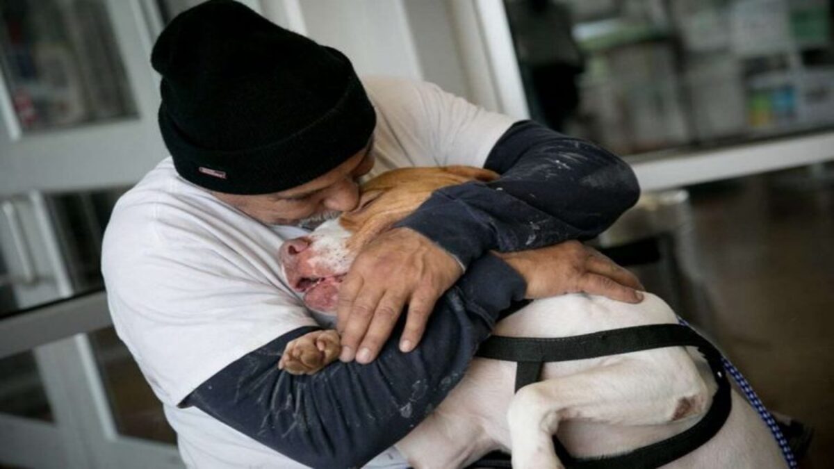 Un chien sauve son maître d'un terrible accident de voiture, un véritable héros