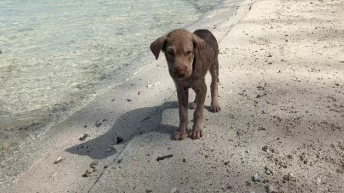 Une chienne abandonnée sur une plage voit sa vie basculer grâce à une bénévole