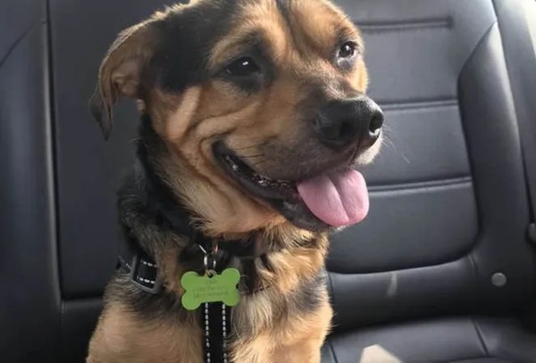 Un couple trouve la photo du chien le plus triste au refuge et conduit 6 heures pour l'adopter
