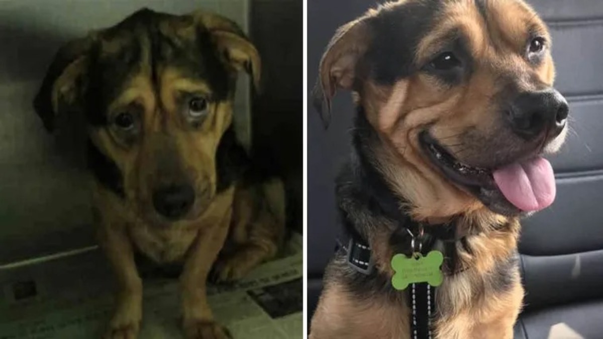 Un couple trouve la photo du chien le plus triste au refuge et conduit 6 heures pour l'adopter