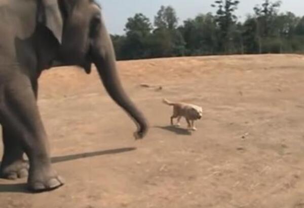 Un éléphant attend le retour de son meilleur ami canin pendant des semaines !
