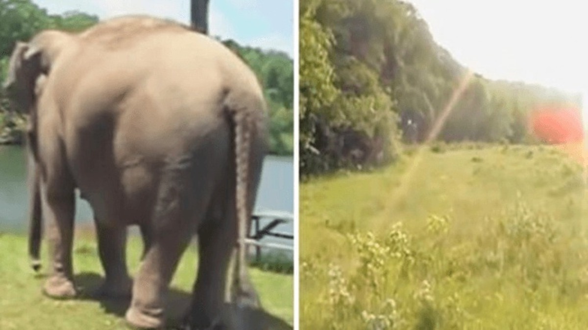 Un éléphant attend le retour de son meilleur ami canin pendant des semaines !