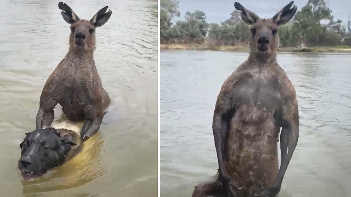 Un homme se bat contre un kangourou pour sauver son chien de la noyade