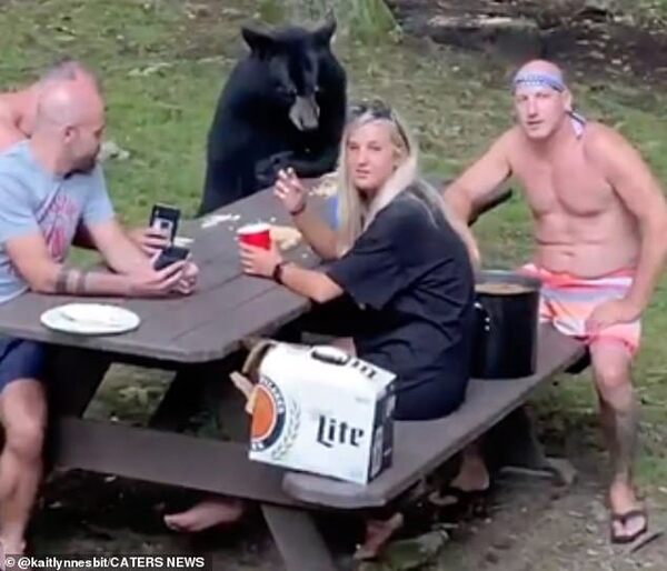 Un ours sauvage se joint à un pique-nique familial et déguste des sandwichs au beurre de cacahuète et à la tomate