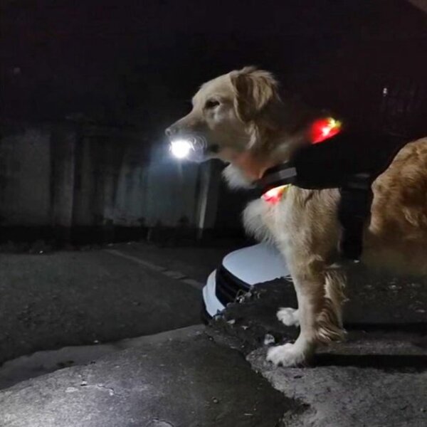 Un chien attend sa maîtresse avec une torche pour la guider la nuit : "Il éclaire son chemin"