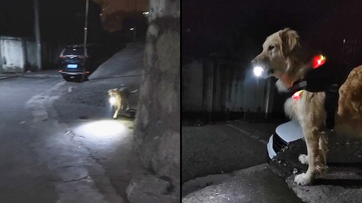 Un chien attend sa maîtresse avec une torche pour la guider la nuit : "Il éclaire son chemin"