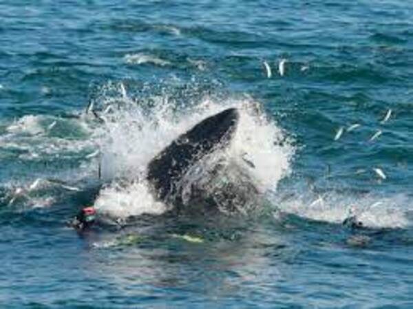 Un plongeur coincé dans la gueule d'une énorme baleine, il a eu la peur de sa vie
