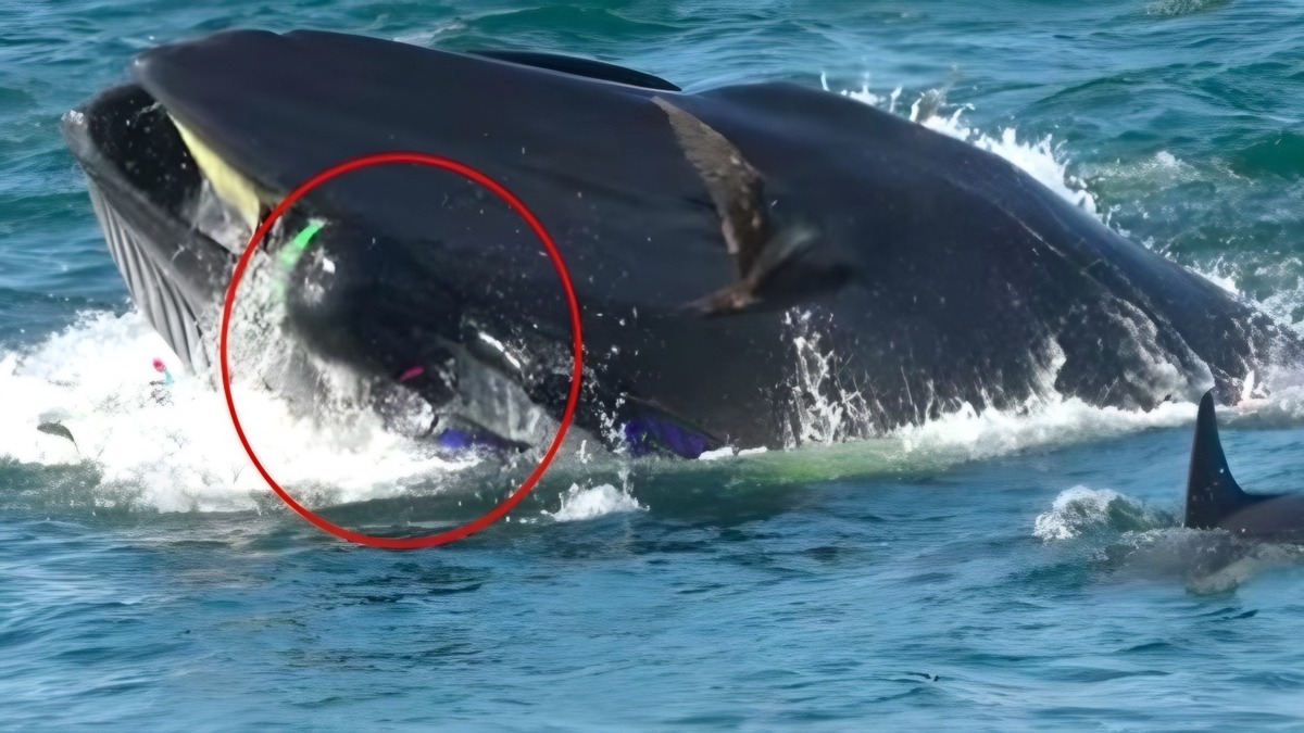 Un plongeur coincé dans la gueule d'une énorme baleine, il a eu la peur de sa vie