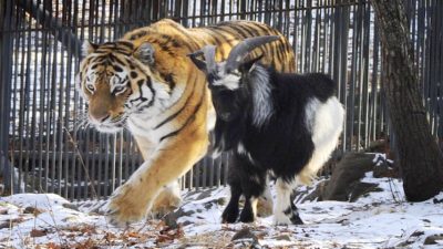 Un tigre se lié d'amitié pour la vie avec une chèvre, ils sont inséparables !