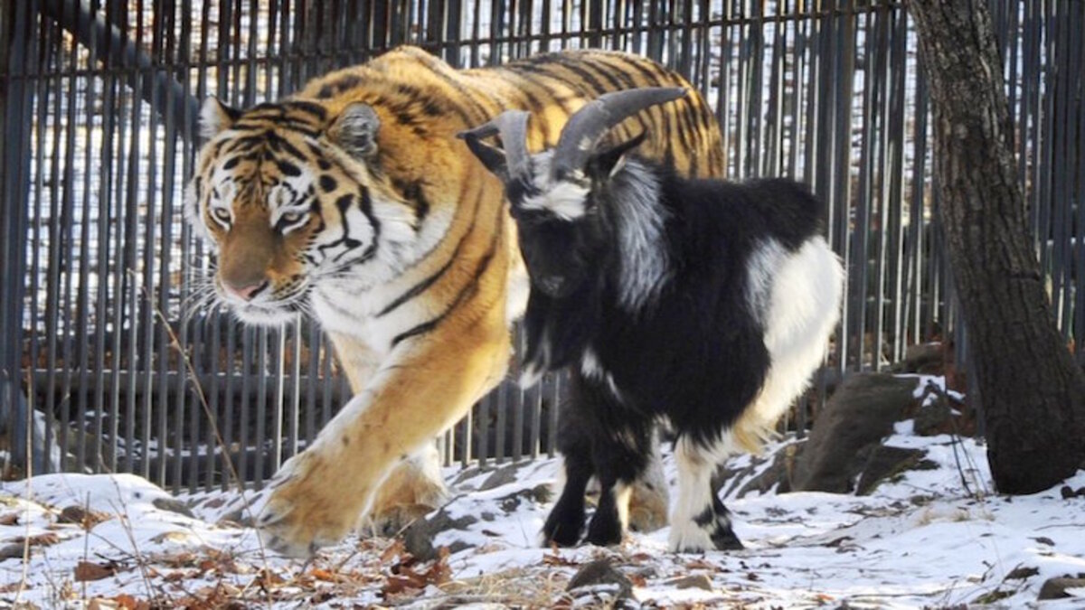 Un tigre se lié d'amitié pour la vie avec une chèvre, ils sont inséparables !