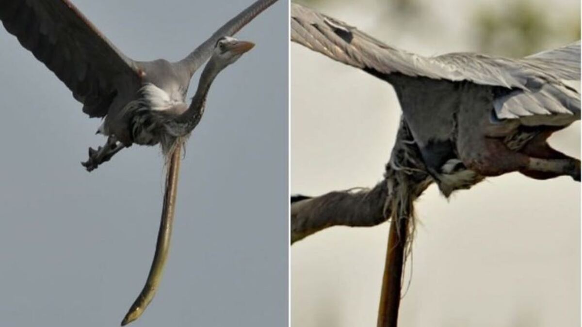 Un héron attrape une anguille, celle-ci lui ouvre la gorge en plein vol pour s’échapper