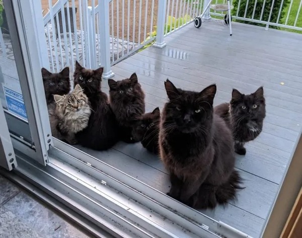 Une chatte apporte ses chatons à une famille accueillante, et leur vie change radicalement !