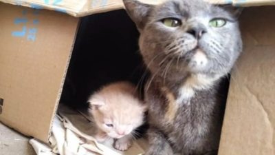 Une chatte errante conduit ses sauveteurs à ses nouveau-nés ! Un miracle !