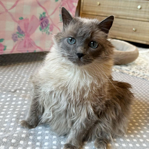Une chatte âgée enchaîne les déceptions avant d’avoir enfin droit à sa belle histoire (vidéo)