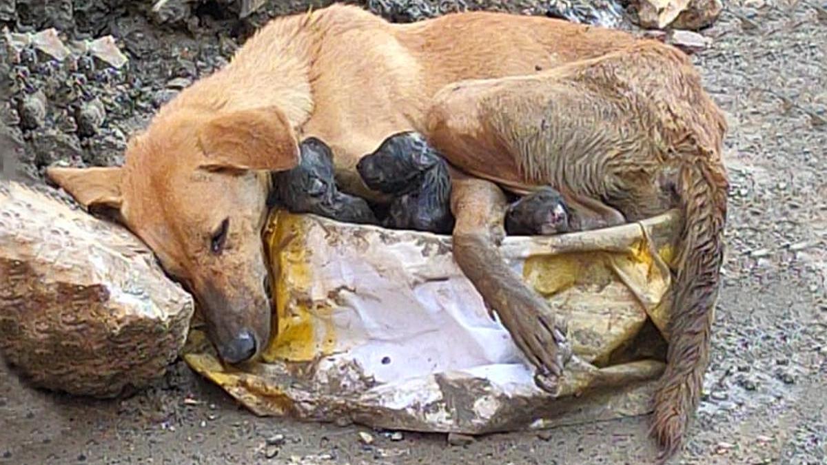 Une chienne accouche dans les décombres, sans savoir ce qui va lui arriver