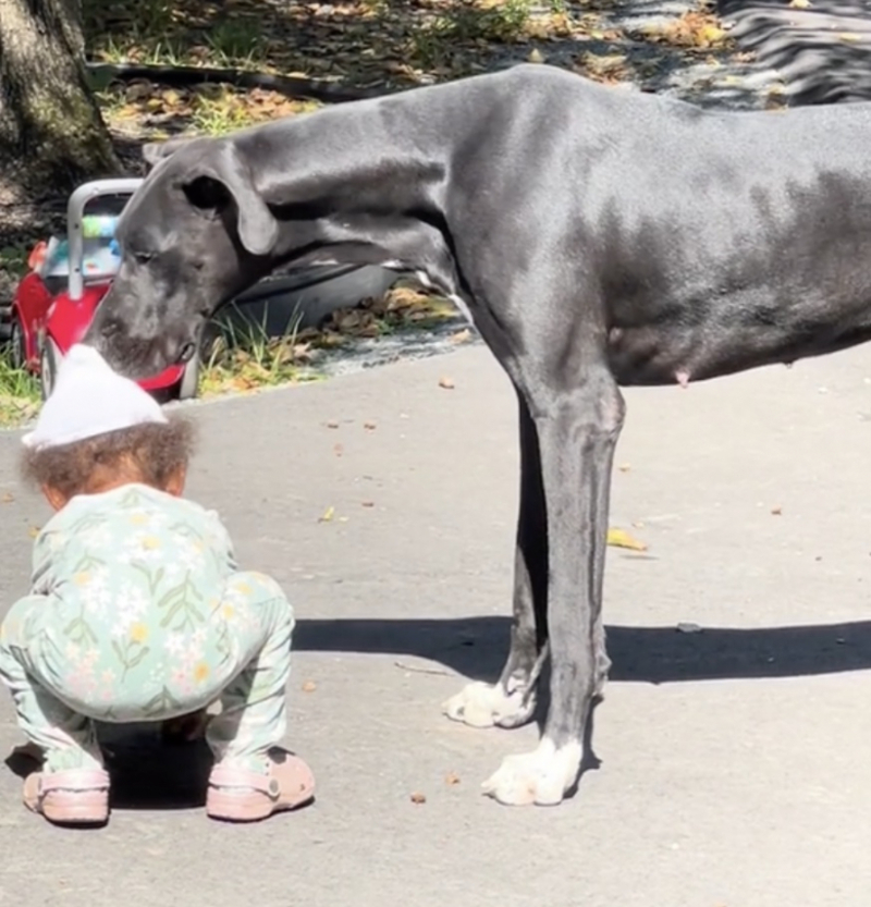 Une chienne protectrice démontre son affection pour la fille de ses maîtres et séduit des milliers d'internautes