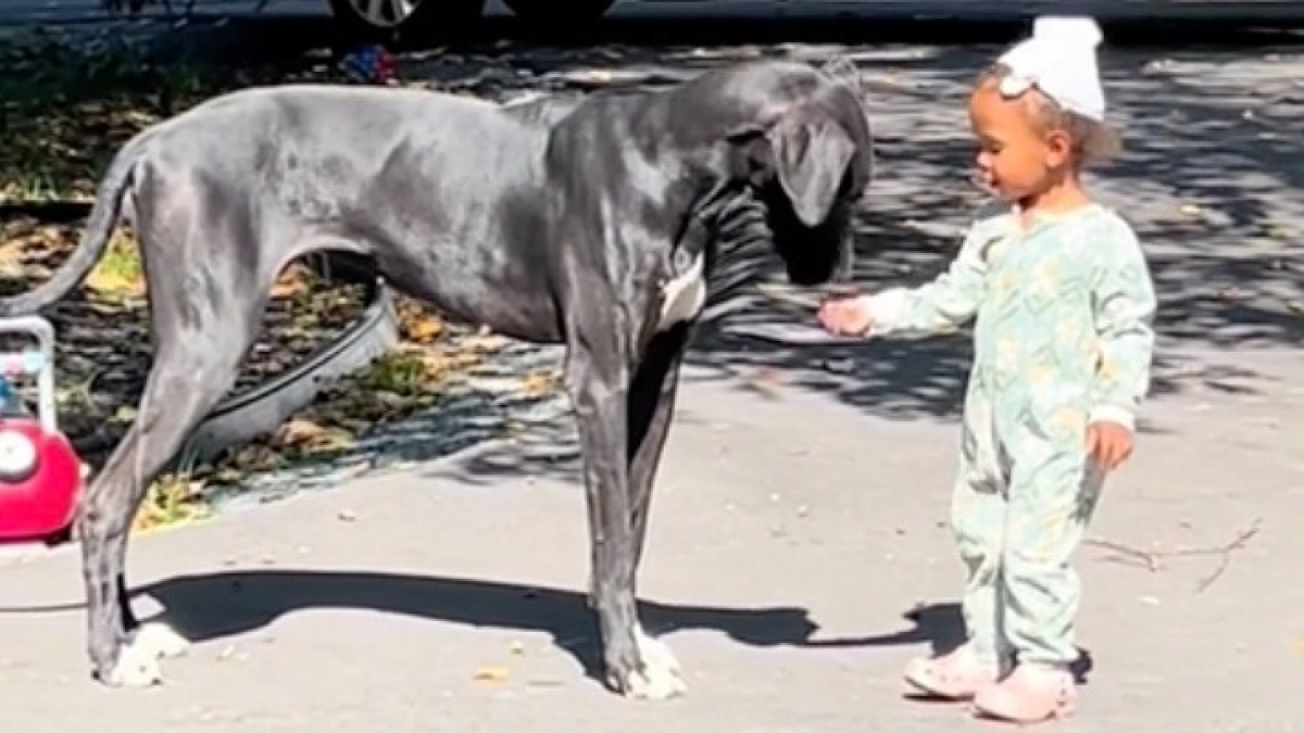 Une chienne protectrice démontre son affection pour la fille de ses maîtres et séduit des milliers d'internautes