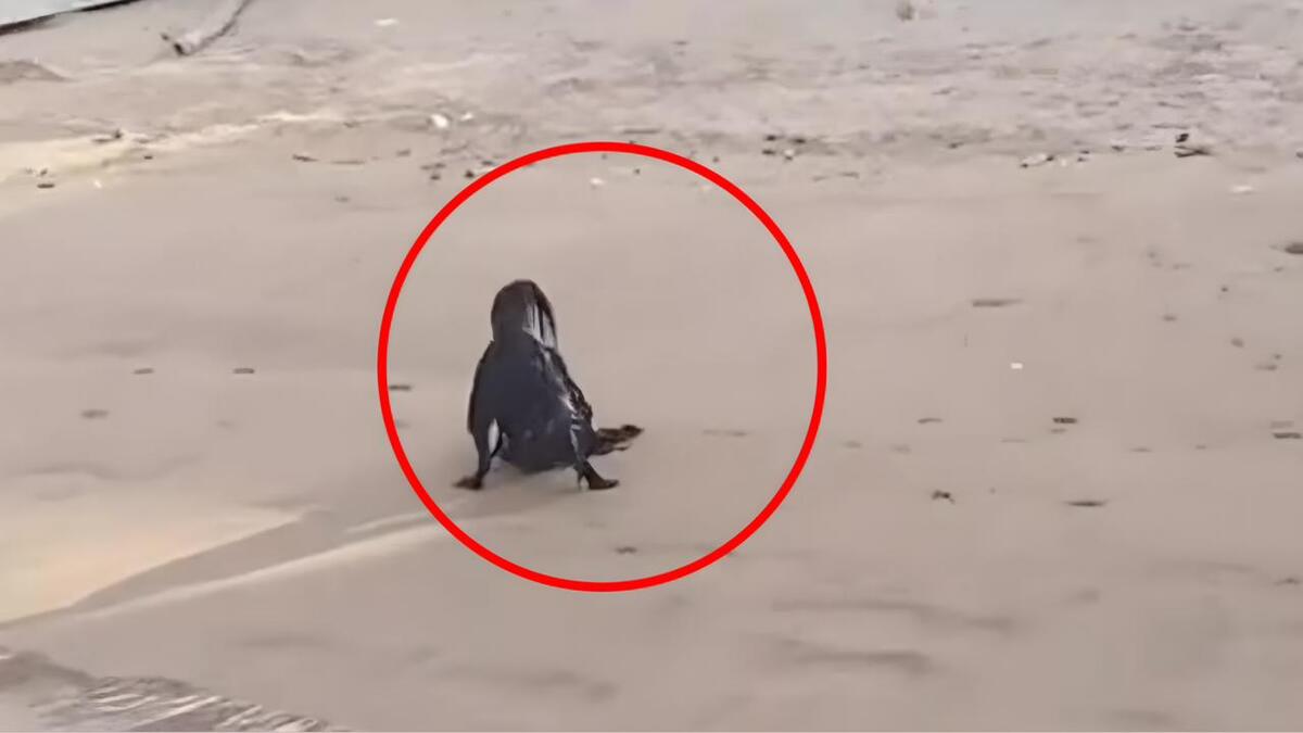 Une créature terrifiante a été repérée sur une plage, personne ne veut y croire
