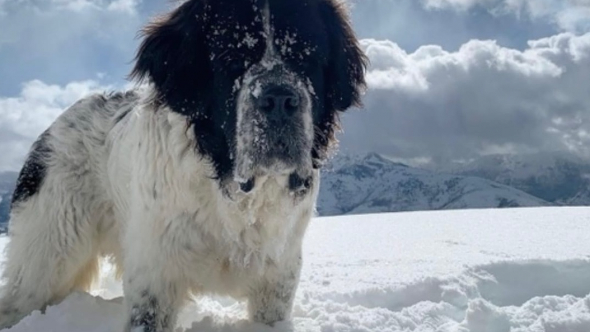 Une famille a mis tout en œuvre, afin d’organiser une merveilleuse surprise à leur chienne Saint-Bernard, atteinte d’un cancer en phase terminale