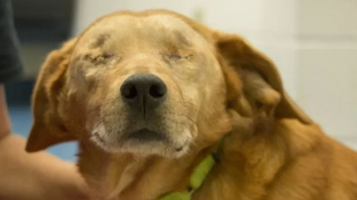 Une famille offre une nouvelle vie à un vieux chien aveugle, sa vie va basculer pour toujours !