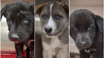 Une femme surprend un homme en train de jeter 3 chiots dans un ruisseau et les sauve !
