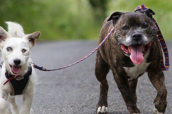 Une incroyable histoire d'amitié unit ces 2 chiens, ils deviennent les meilleurs amis du monde !