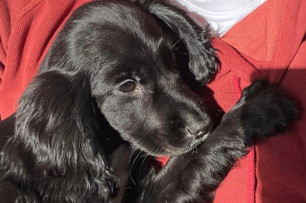 Une jeune chienne à 6 pattes découverte dans la rue intrigue les vétérinaires