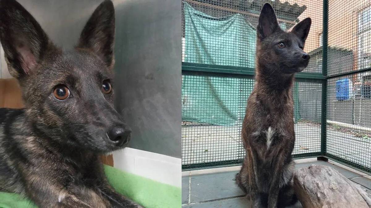 Une nouvelle espèce L'étrange cas d'un animal hybride chien-renard