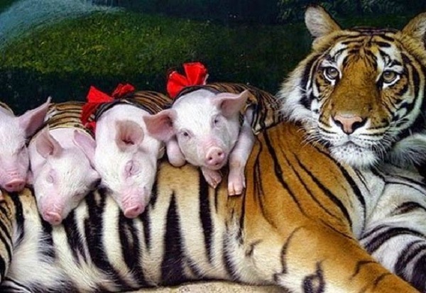 Une tigresse qui a perdu ses petits adopte ces porcelets comme ses propres petits