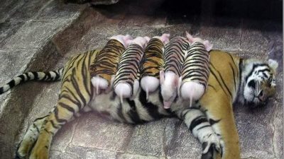 Une tigresse qui a perdu ses petits adopte ces porcelets comme ses propres petits