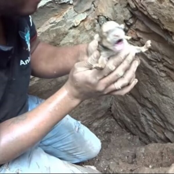 Vidéo : une chienne sauve ses chiots des décombres, une véritable héroïne