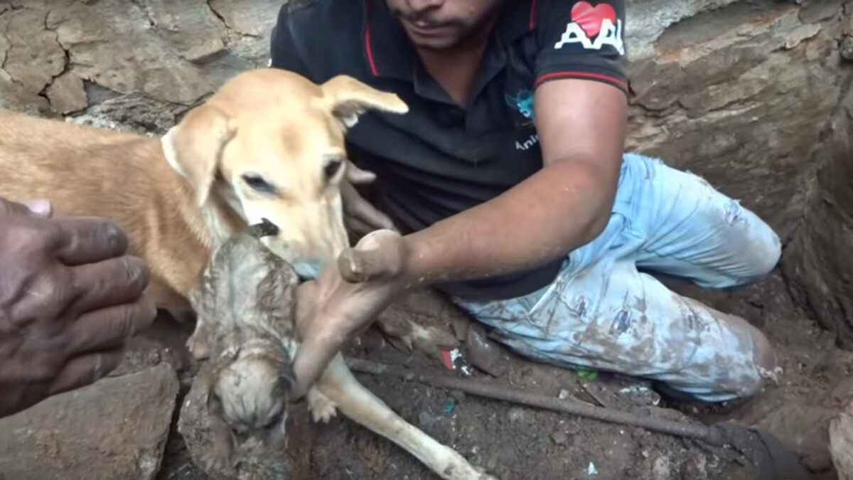 Vidéo : une chienne sauve ses chiots des décombres, une véritable héroïne