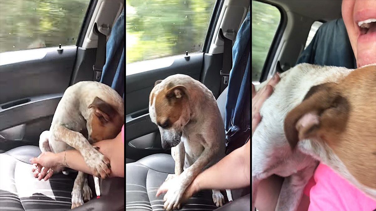 Vidéo, une femme fond en larmes en voyant la réaction du chien qu'elle a sauvé