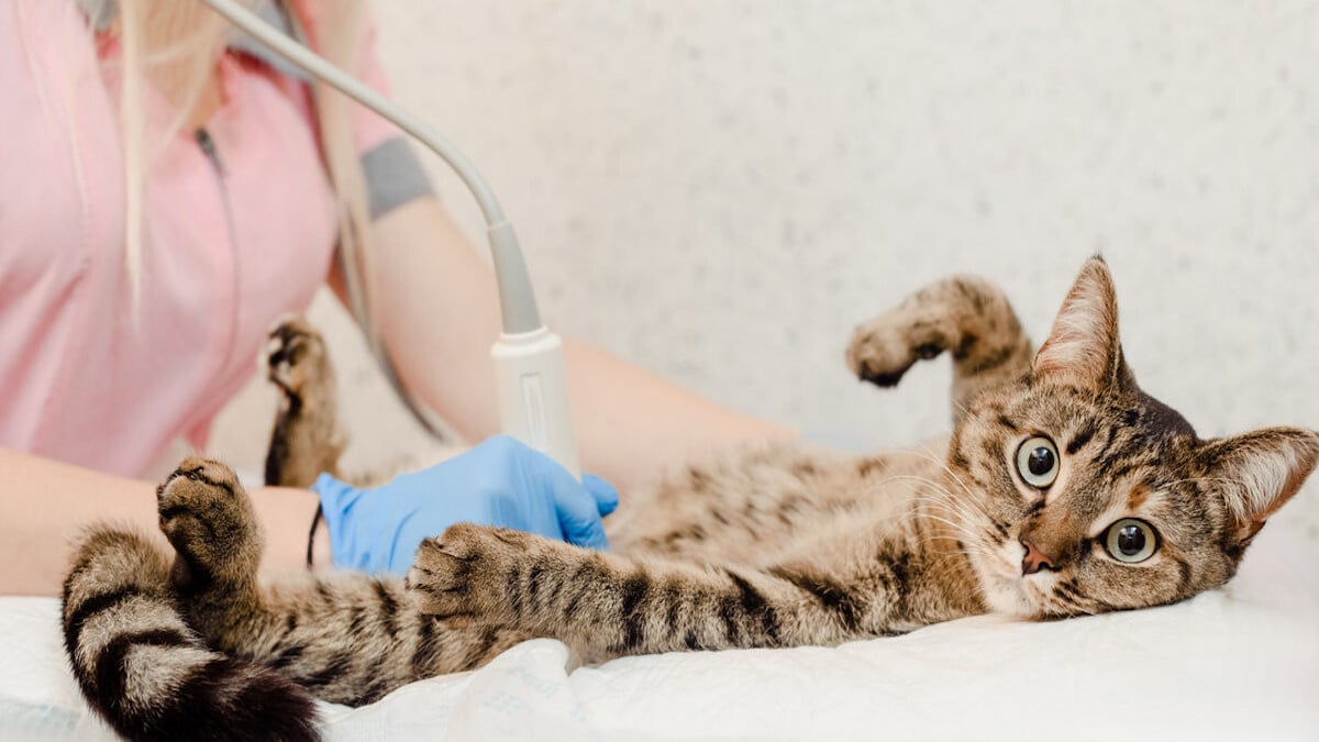 Voici ce que vous devez savoir avant de stériliser votre chat